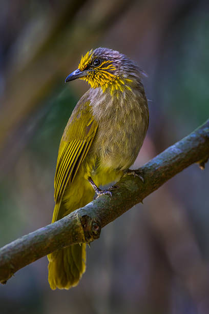 istock Close up of Stripe-throated Bulbul (Pycnonotus finlaysoni) 512168796