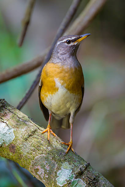 Portrait of Eyebrowed Thrush