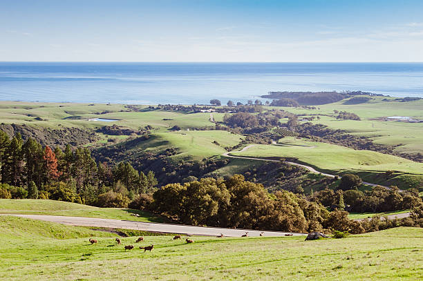 A spectacular view of the Pacific ocean and the rolling hills near the town of San Simeon, located in the Central Coast of California. A herd of antelope can be seen grazing and crossing a road in the foreground. The photo was taken near Hearst Castle.