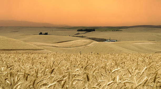 palouse grano raccolto con tramonto dorato - palouse foto e immagini stock