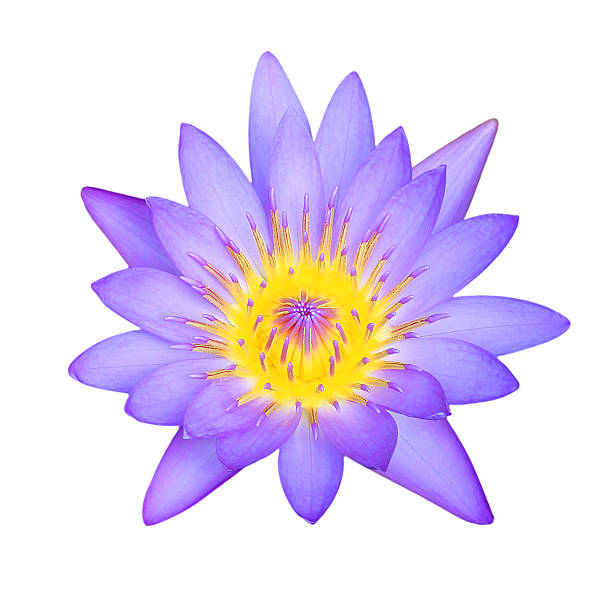 istock purple lotus isolated on white background 512171042