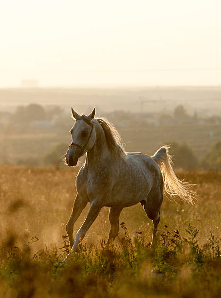 istock arabian horse in sunset 512171293