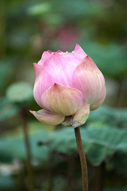 istock Lotus flower blooming in garden. 512171407