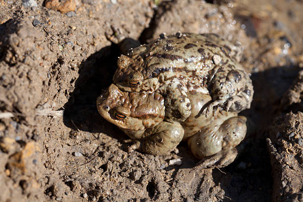 istock Two toads in the spring of sex 512171530