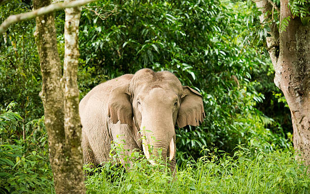 istock Elephant standing in the wood 512172063