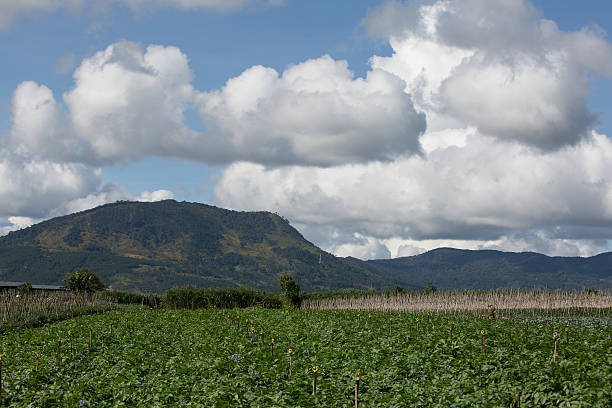 istock DALAT, LAMDONG, VIETNAM- 1/11/2015 : POTATO FIELD 512172292