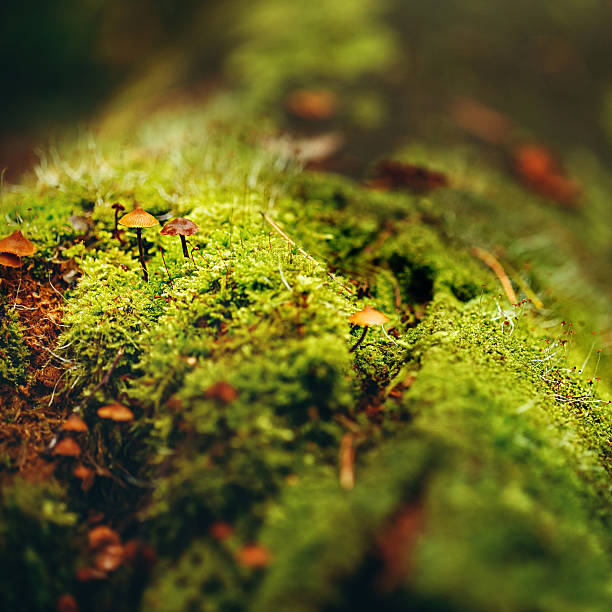 istock Moss Close Up View with Little Mushrooms 512172316