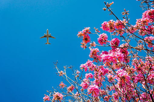 pink trumpet tree blossom and blue sky with airplane
