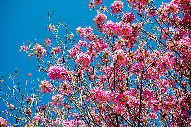 istock pink trumpet tree blossom and blue sky 512172352
