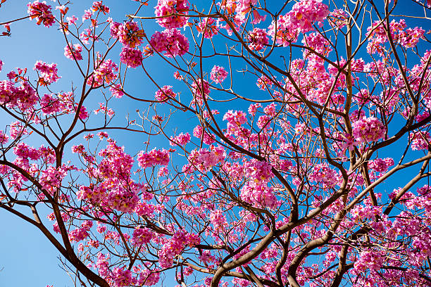 istock pink trumpet tree blossom and blue sky 512172392