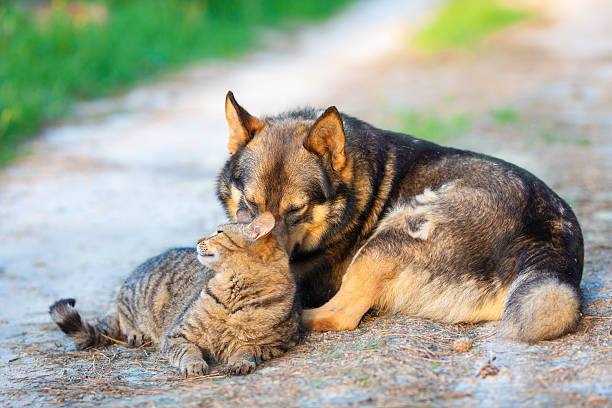 istock Dog and cat relaxing outdoors in summer 512172416