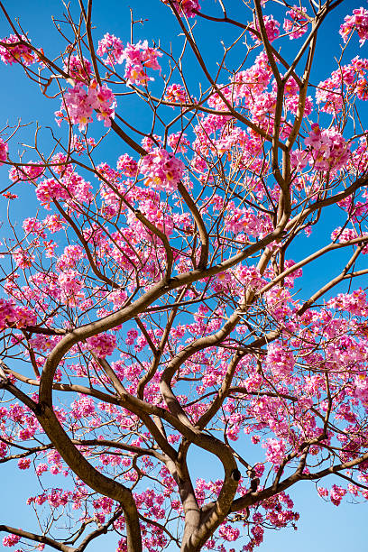 istock pink trumpet tree blossom and blue sky 512172424