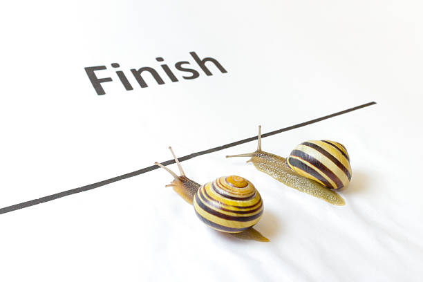 Two snails sliding to finish line in a contest. Black line and word finish on white paper. Slimy trace is visible behind the animals with their houses, shells on their backs. Snails as symbol of laziness, dullness, slow speed, leisurely, slow motion. But in this concept also symbolic for winning, contest, victory, achievement and success With concentric dark circular stripes on the yellow shells.