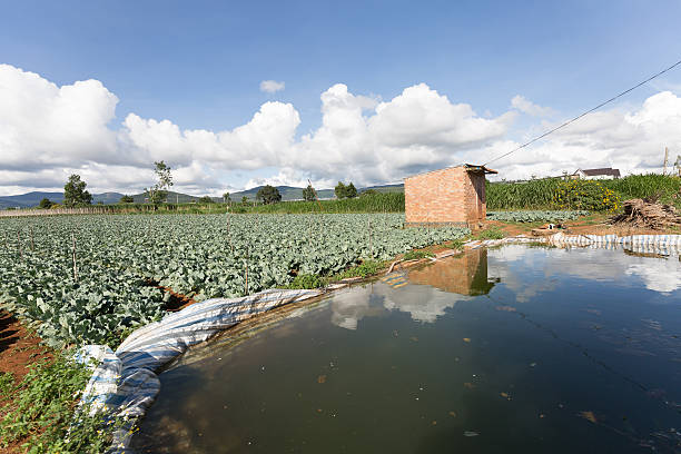 istock DALAT, LAMDONG, VIETNAM- 1/11/2015 : CABBAGE FIELD 512173362