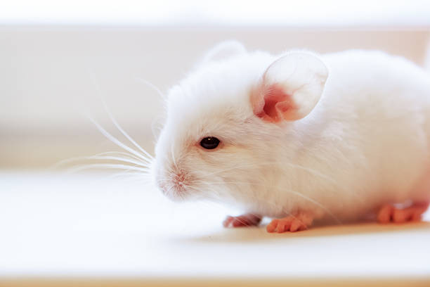 istock Baby chinchilla photographed close 512173612