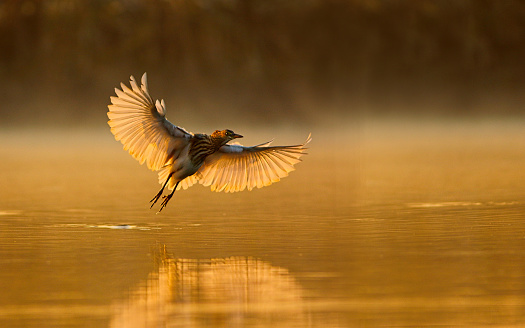 indian pond heron flying in the morning