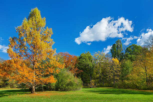 istock colors of the autumn 512174047