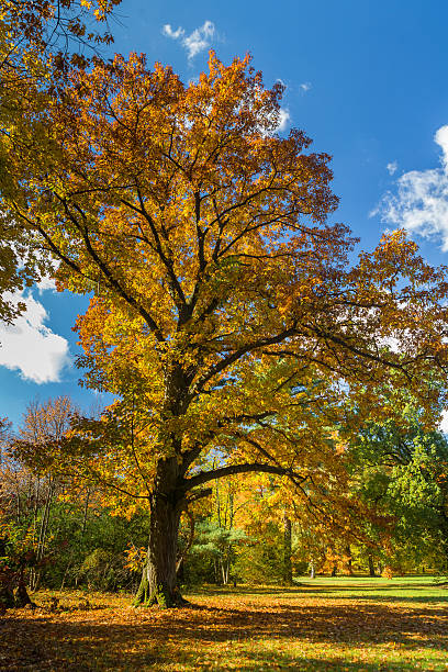 istock colors of the autumn 512174671
