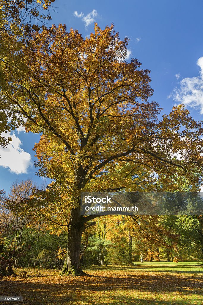 colors of the autumn autumn sunshine in the park Autumn Stock Photo