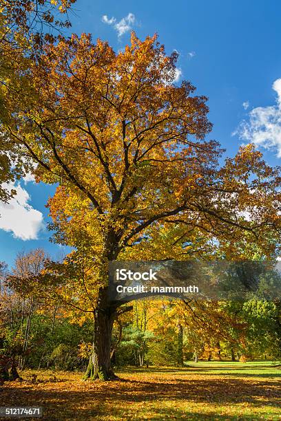 Colors Of The Autumn Stock Photo - Download Image Now - Autumn, Beauty In Nature, Bush