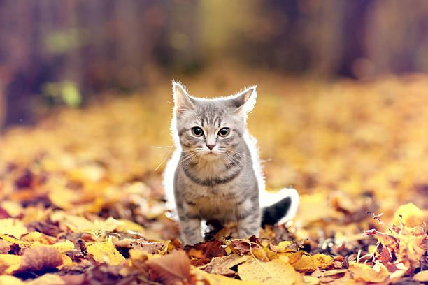 istock British kitten in autumn park, fallen leaves 512175255