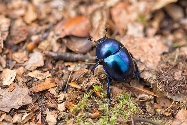 Dung beetle stock photo