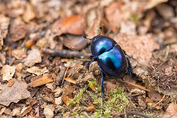 Photo of Dung beetle