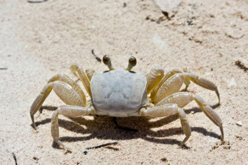 White crab on a white sand beach in Cuba.