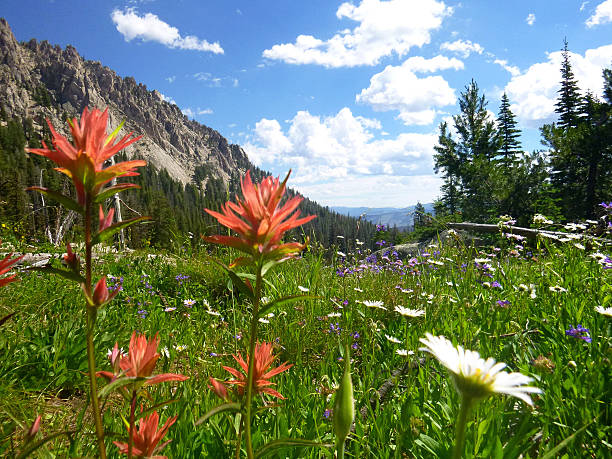 istock Flowers in the higher altitudes. 512185345