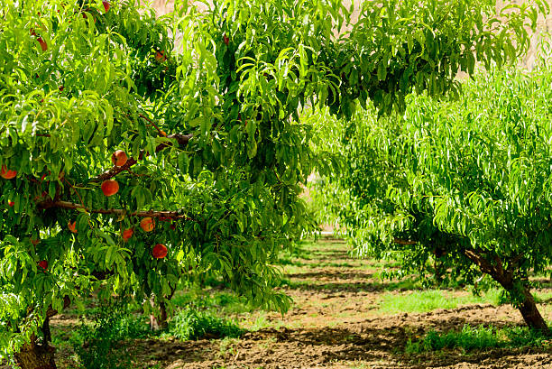 istock fresh peaches ripening on the orchard tree 512186087