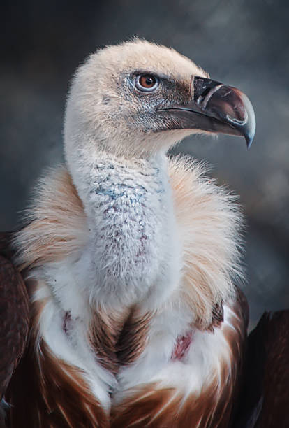 Vulture Vulture american black vulture photos stock pictures, royalty-free photos & images