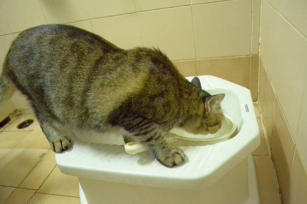 istock The Cat In The Bathroom 512189249