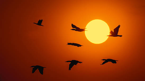 istock Silhouette Of Great Cormorant with Rising Sun 512200666