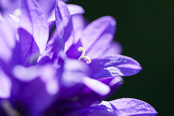 istock Beautiful wild violet bellflowers in a forest. 512201104