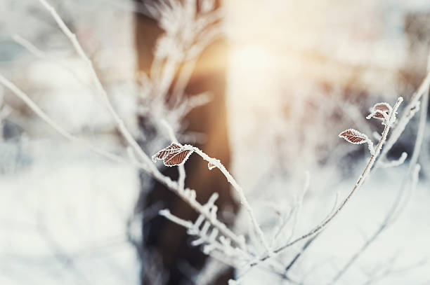 istock Hoarfrost on the tree in winter forest. 512201348