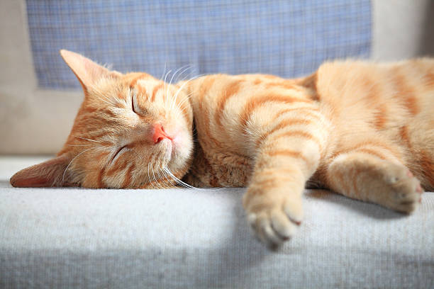 Feline Cat sleeping on the couch. undomesticated cat stock pictures, royalty-free photos & images