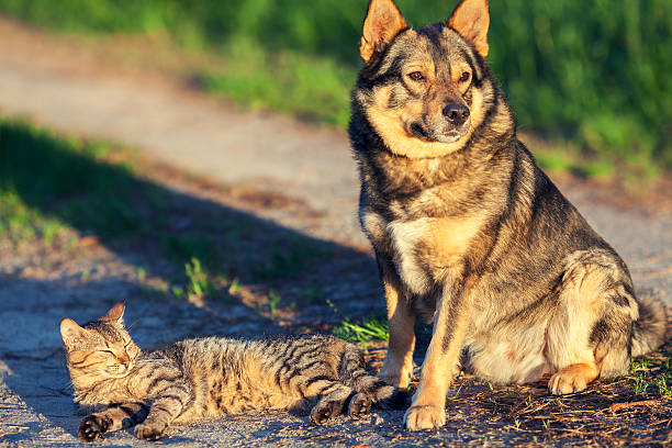 istock Dog and cat relaxing outdoors in summer 512202996