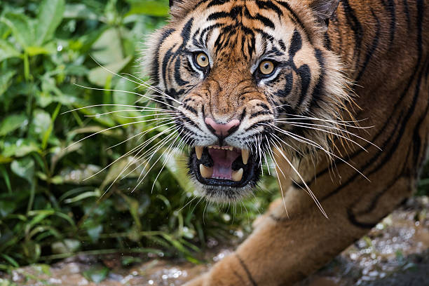 Roaring Sumatran Tiger in the Morning Light. stock photo
