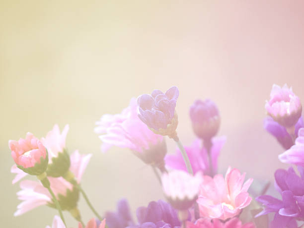 istock sweet color  flower in soft color for flora background 512203882