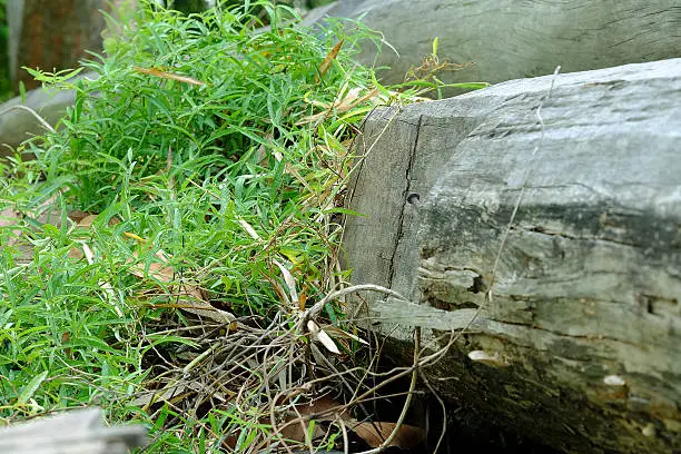 Photo of clump of grass on wood, growth