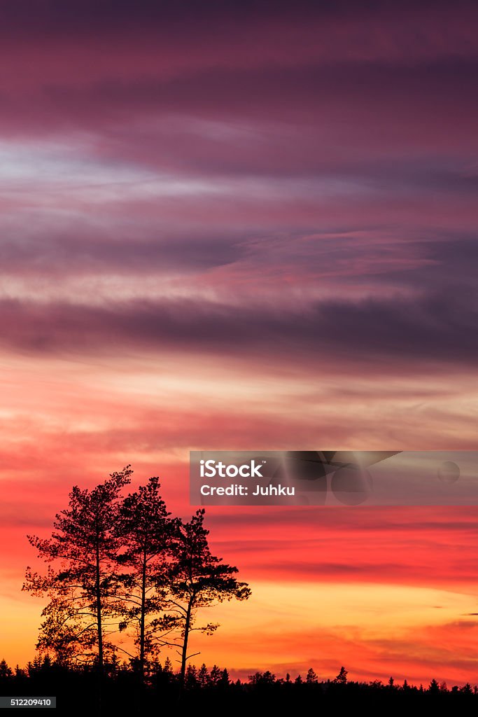 Tree silhouette and beautiful vibrant sunset clouds Tree silhouette and beautiful vibrant sunset clouds background Back Lit Stock Photo