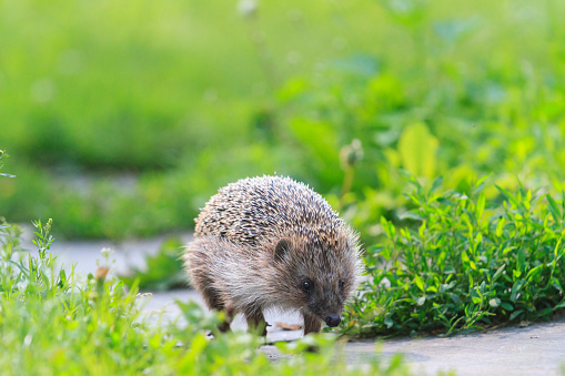 European hedgehog is on the way/summer day