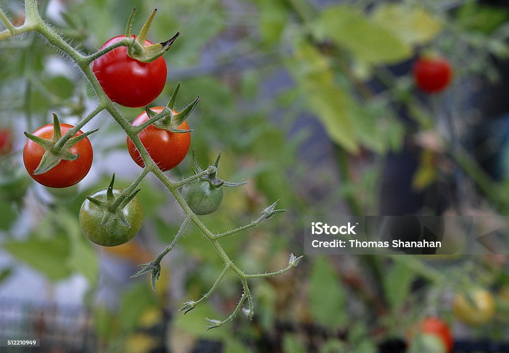 Tomates uva em vinhos - Foto de stock de Agricultura royalty-free