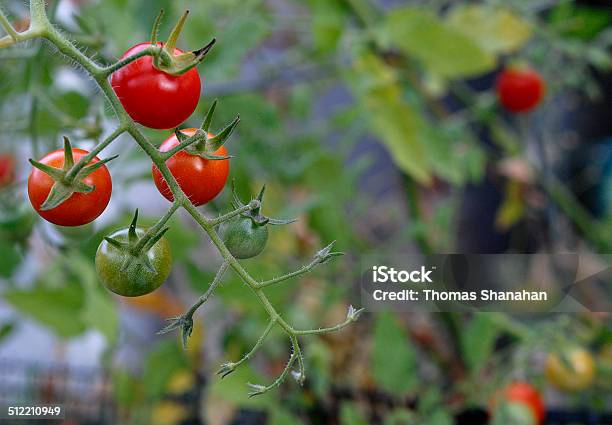 Foto de Tomates Uva Em Vinhos e mais fotos de stock de Agricultura - Agricultura, Alimentação Saudável, Antioxidante