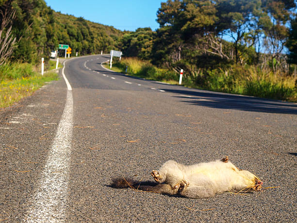 Possum (richosurus vulpecula) killed by a car A possum (richosurus vulpecula) killed by a car on the road in Northland, New Zealand. possum nz stock pictures, royalty-free photos & images