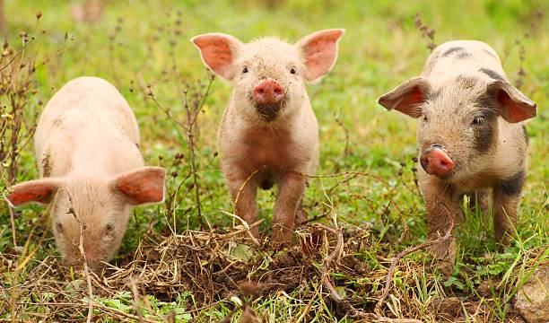 Three piglets stock photo