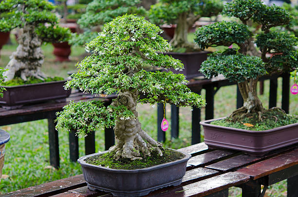 alberi bonsai - old senior adult buddhism art foto e immagini stock
