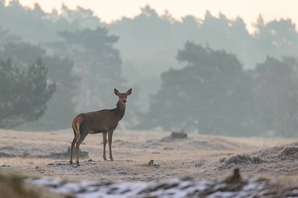 Red Deer hind standing on a hill in a nature reserve during a cold winter morning sunrise. This Red Deer Hind belong to a larger herd of Deer with one Stag.