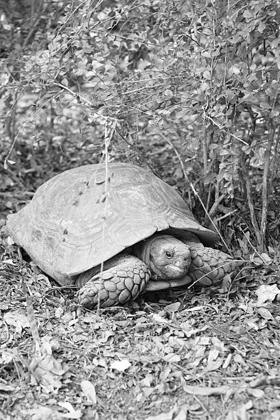 istock Crawling tortoise in the nature 512213467