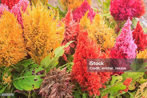 Celosia Plumped Fiore In Giardino - Fotografie stock e altre immagini di Ambientazione esterna - Ambientazione esterna, Asparagina, Autunno